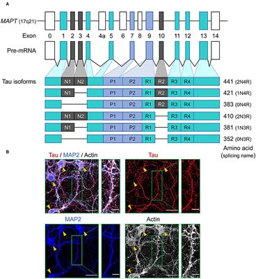 Cellular Biology of Tau Diversity and Pathogenic Conformers